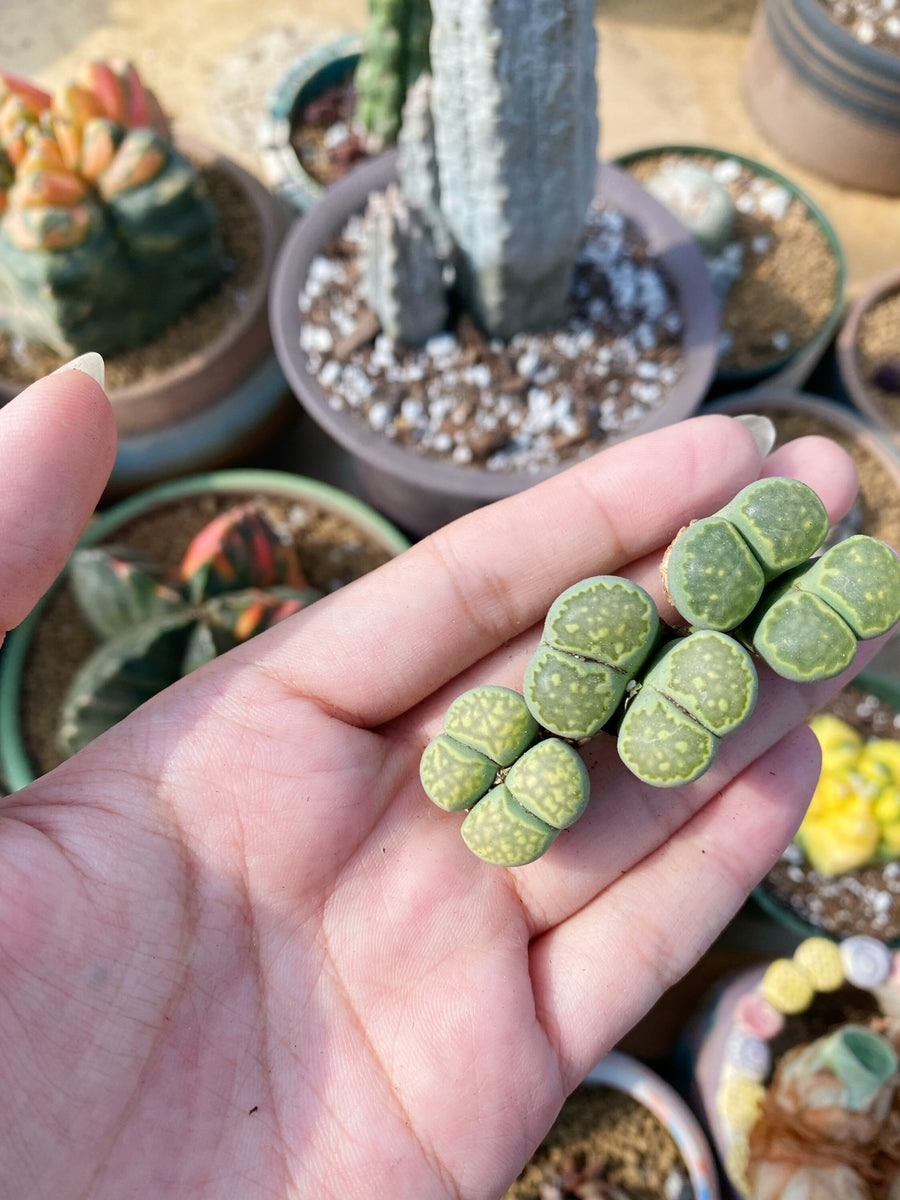 Rare Succulents - Lithops Hallii V. Ochracea double heads (0.7”)