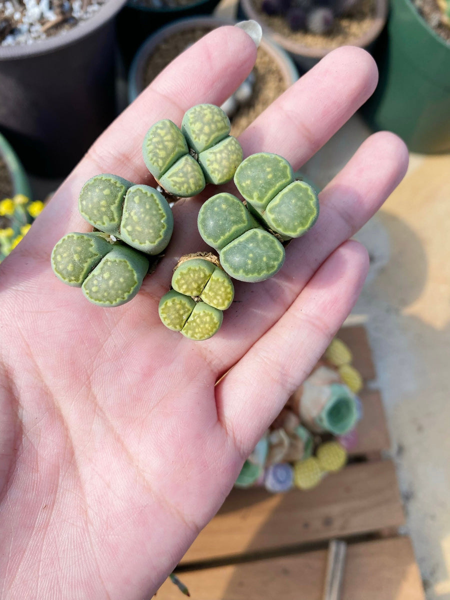 Rare Succulents - Lithops Hallii V. Ochracea double heads (0.7”)