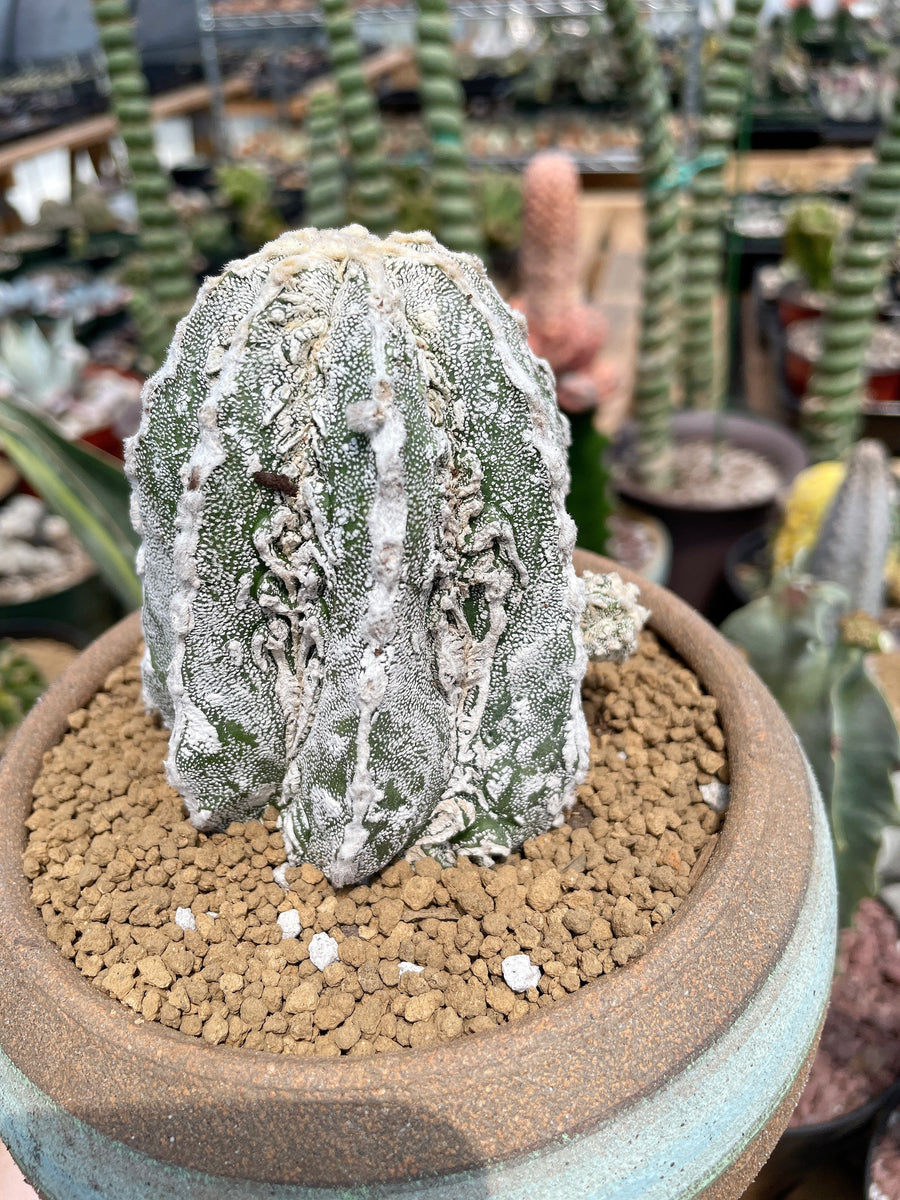 Rare Cactus - Astrophytum Myriostigma cv. onzuka Fukuryu