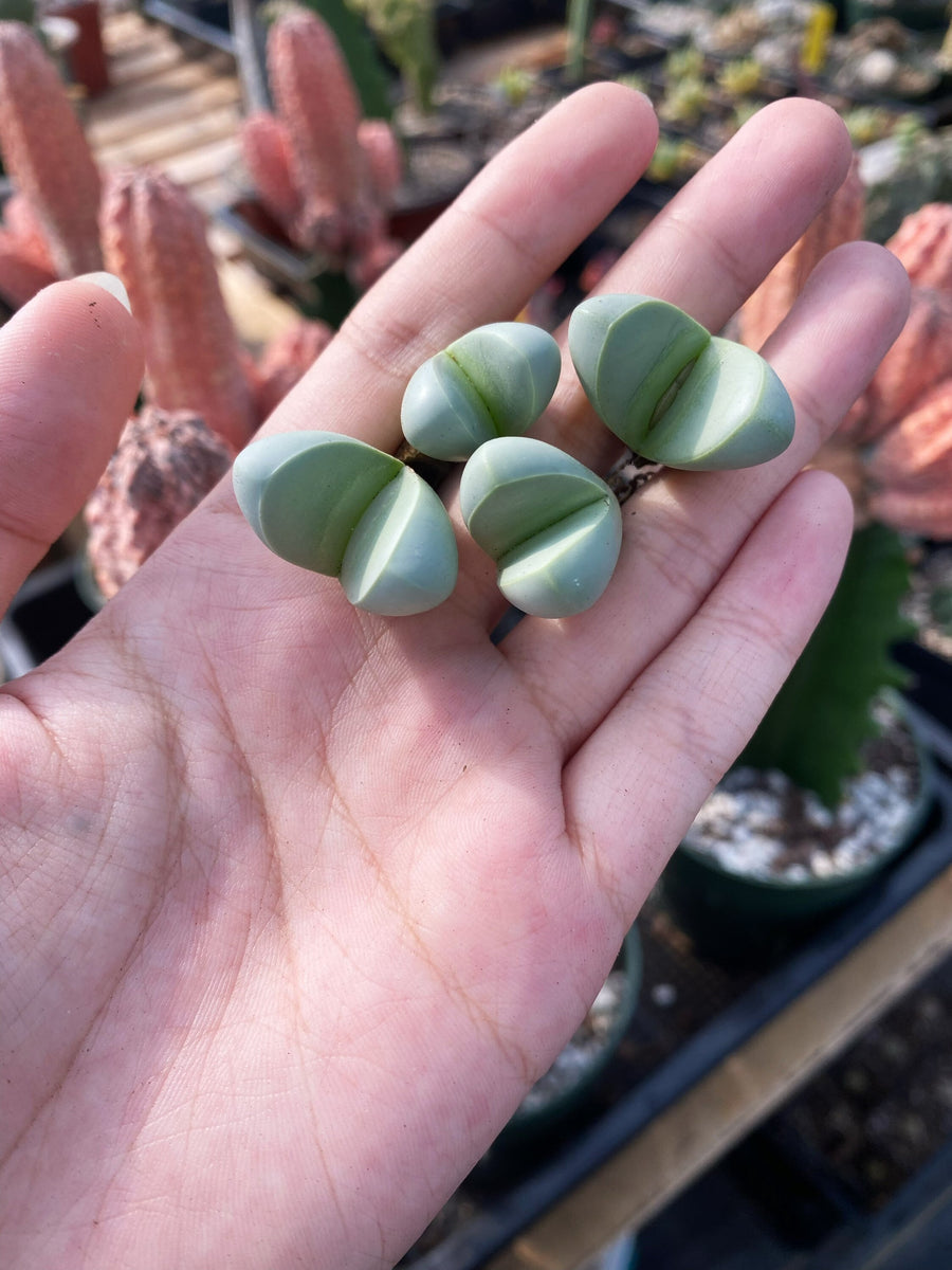 Rare Succulents - Argyroderma delaetii (0.5”-0.7”)