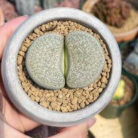Rare Succulents - Lithops Terricolor Green Sandpoort extra large (1.8”-2”)