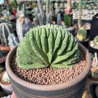 Rare Cactus - Echinopsis Crested Eyriesii (5” pot)