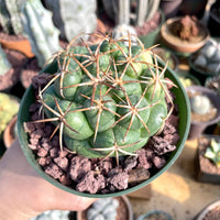 Rare Cactus - Coryphantha elephantidens
