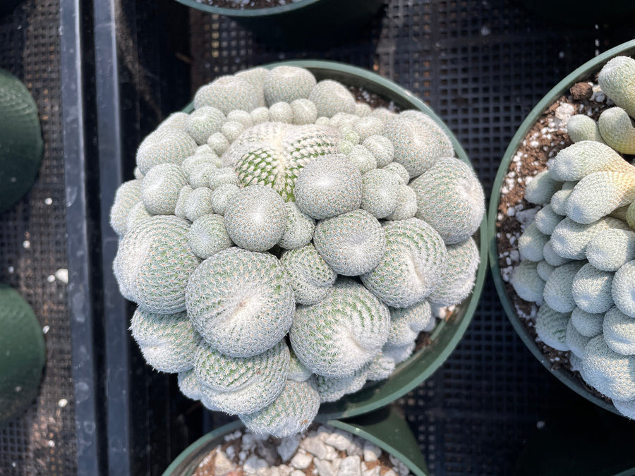 Rare Cactus - Epithelantha micromeris large cluster (5.5” pot)