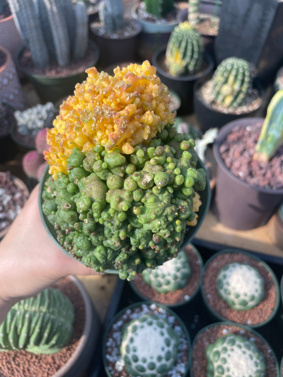 Rare Cactus - Echinopsis Eyriesii cv. Fred Variegata