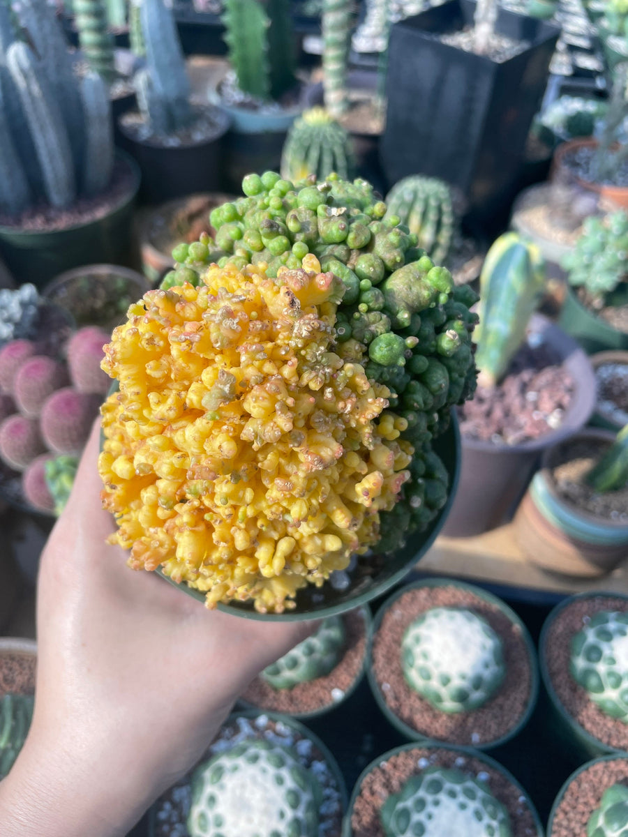 Rare Cactus - Echinopsis Eyriesii cv. Fred Variegata