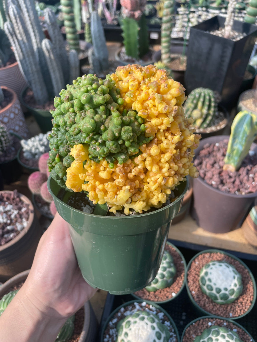 Rare Cactus - Echinopsis Eyriesii cv. Fred Variegata