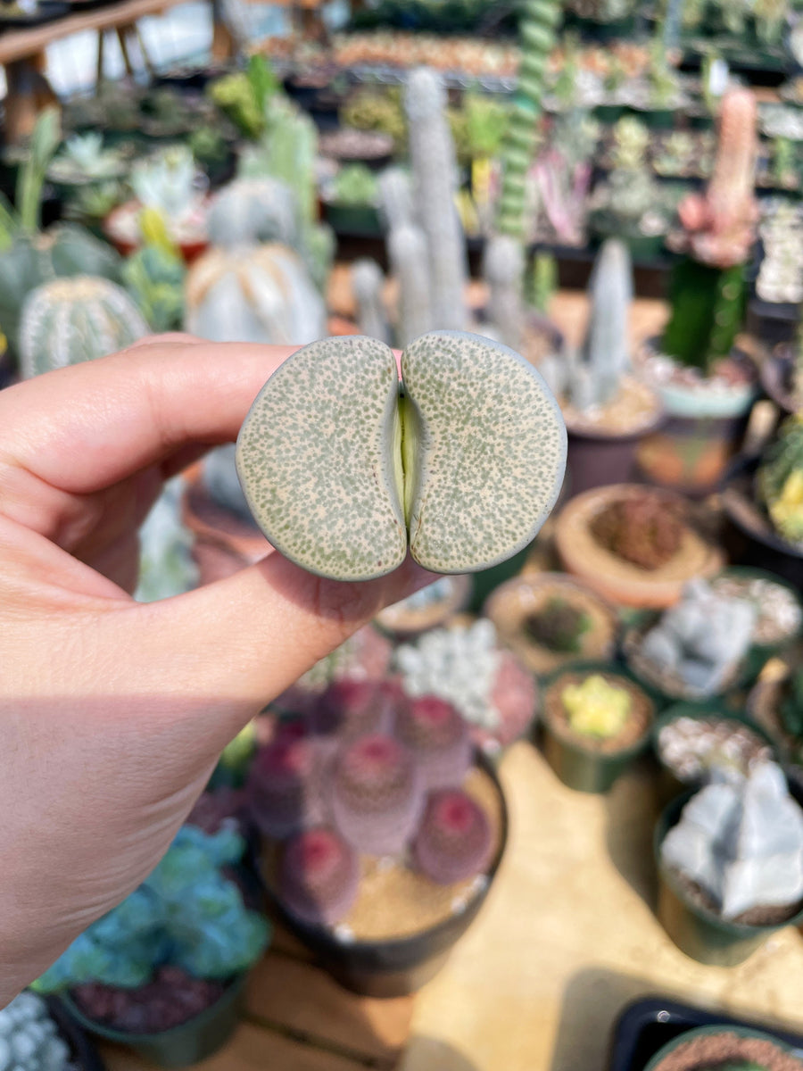 Rare Succulents - Lithops Terricolor Green Sandpoort extra large (1.8”-2”)