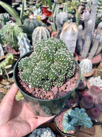 Rare Cactus - Echinopsis Eyriesi crested (5.5” pot)