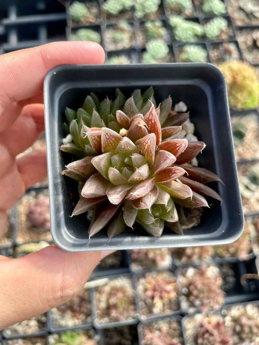 Rare Succulents - Haworthia Red Crystal (2.5” pot)