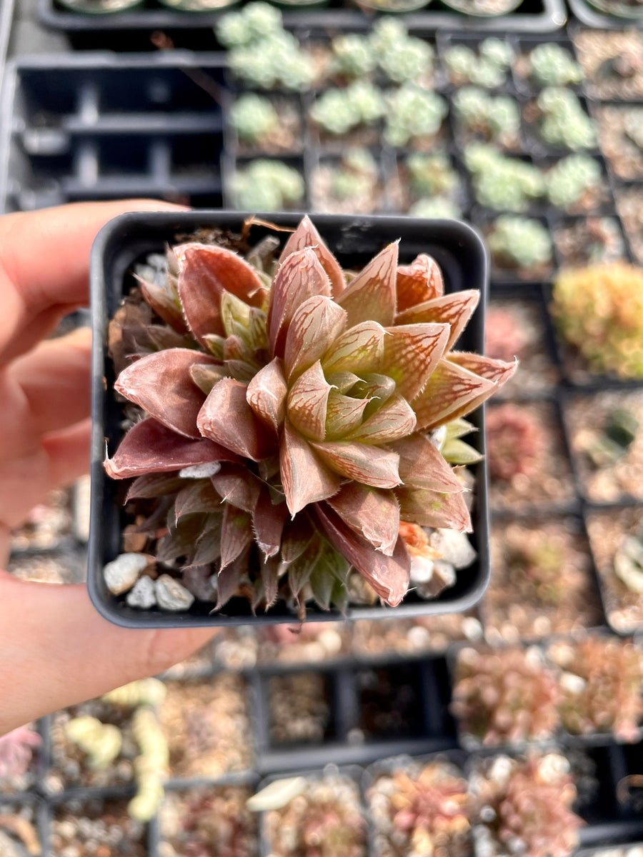 Rare Succulents - Haworthia Red Crystal (2.5” pot)