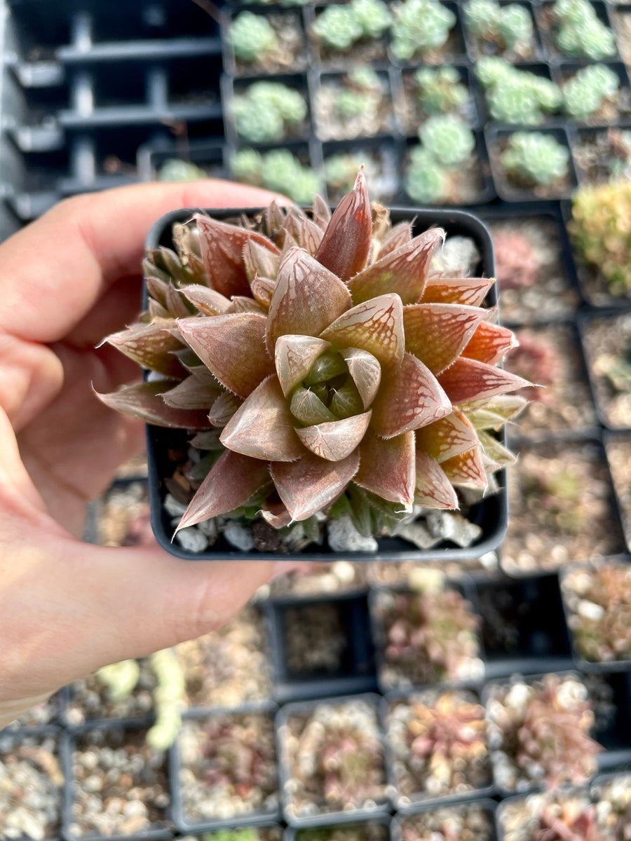 Rare Succulents - Haworthia Red Crystal (2.5” pot)