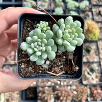 Rare Succulents - Echeveria Cute Bean (2.5” pot)