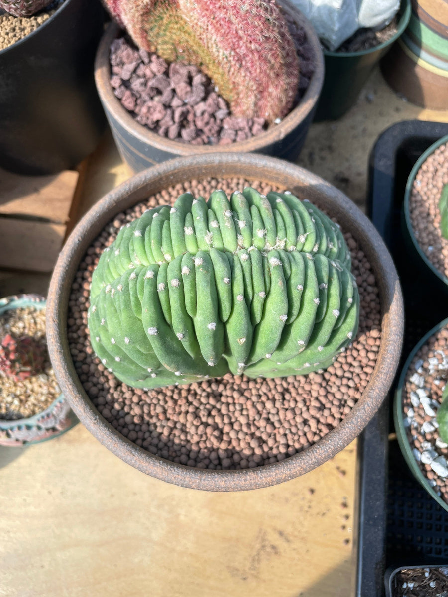 Rare Cactus - Echinopsis Crested Eyriesii (5” pot)