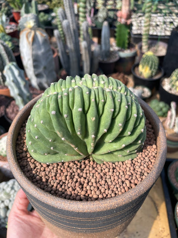 Rare Cactus - Echinopsis Eyriesii Crested/ 4”pot