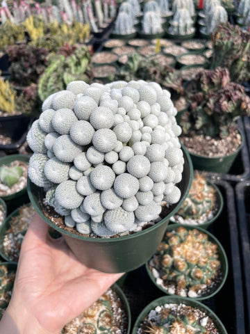 Rare Cactus - Epithelantha micromeris large cluster (5.5” pot)