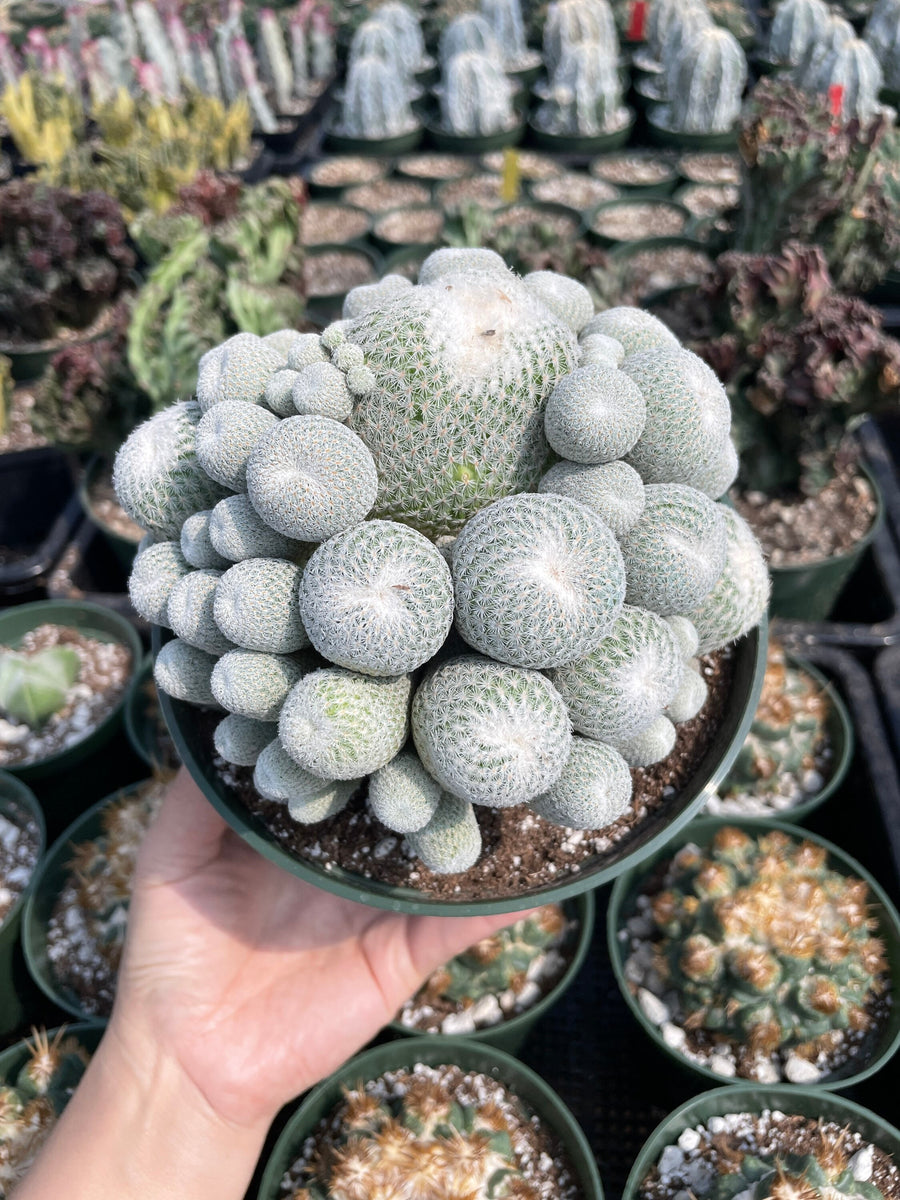 Rare Cactus - Epithelantha micromeris large cluster (5.5” pot)