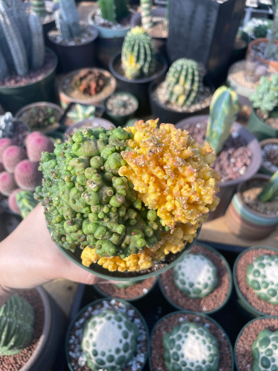 Rare Cactus - Echinopsis Eyriesii cv. Fred Variegata