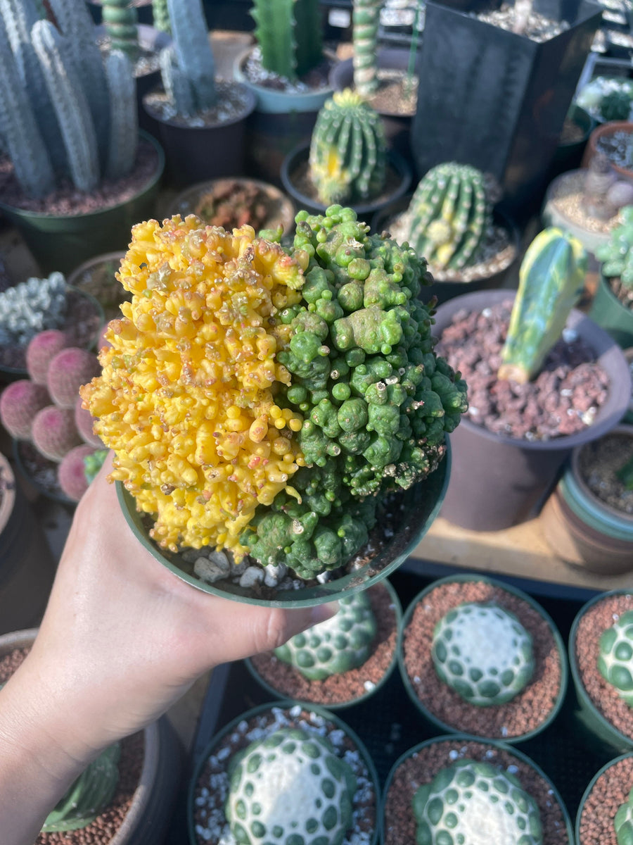 Rare Cactus - Echinopsis Eyriesii cv. Fred Variegata