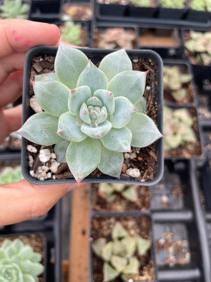 Rare Succulents - Echeveria Pink blue bird small