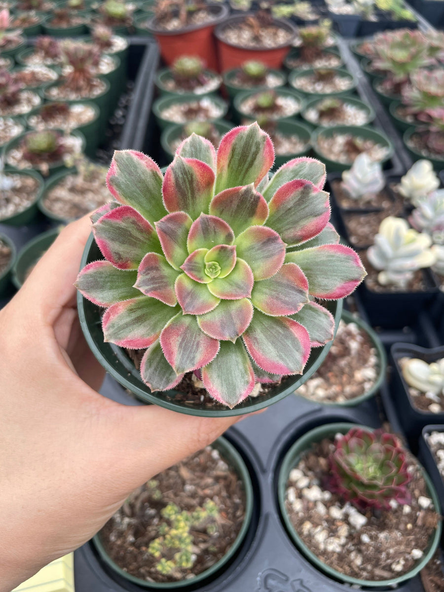 Rare Succulents - Aeonium Zwarkin variegated single cutting (3”pot)