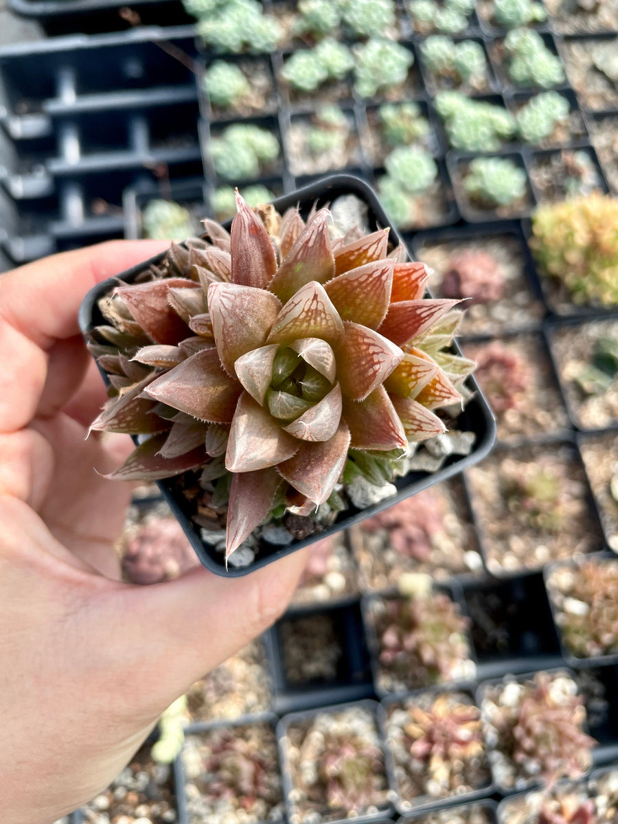 Rare Succulents - Haworthia Red Crystal (2.5” pot)