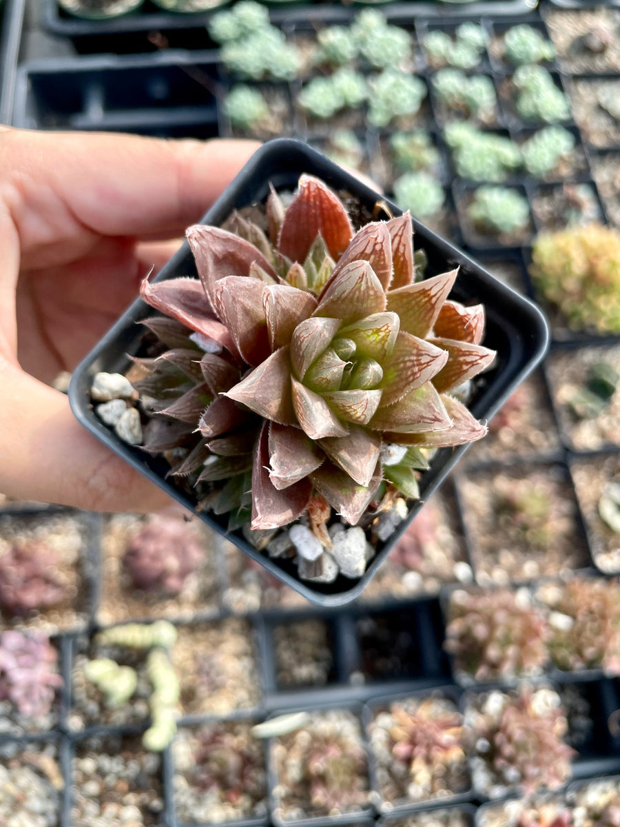 Rare Succulents - Haworthia Red Crystal (2.5” pot)