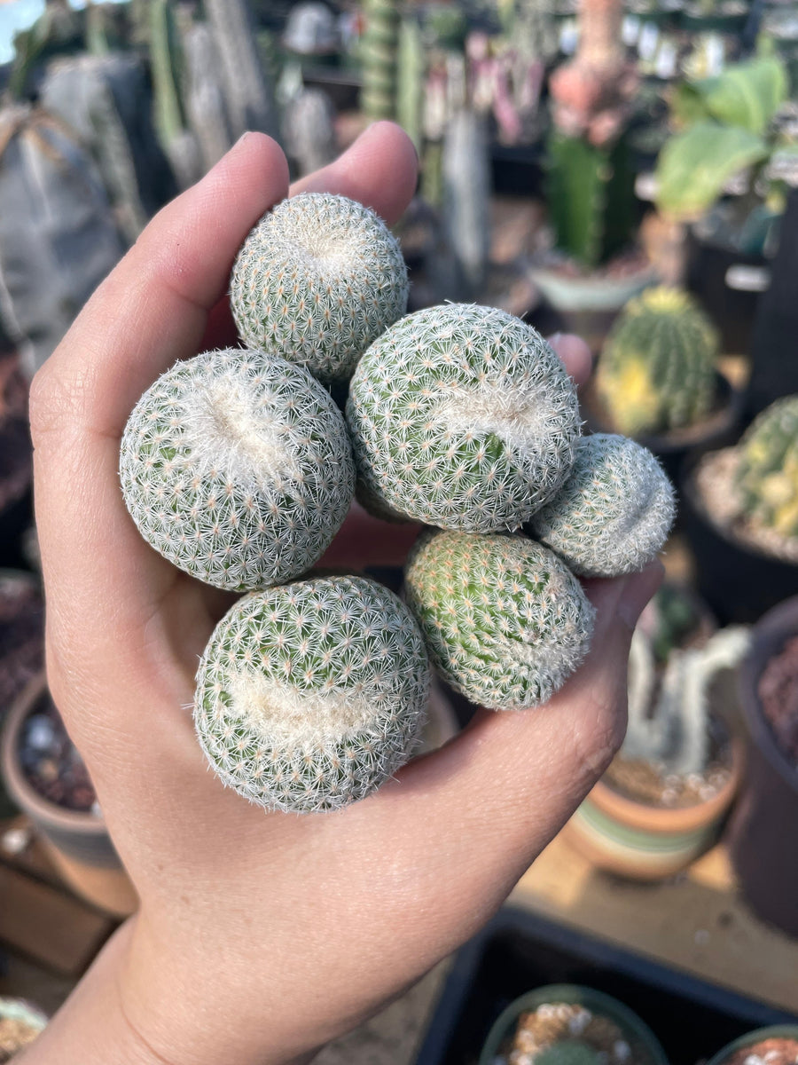 Rare Cactus -  Epithelantha micromeris offsets (0.8”-1.8”)