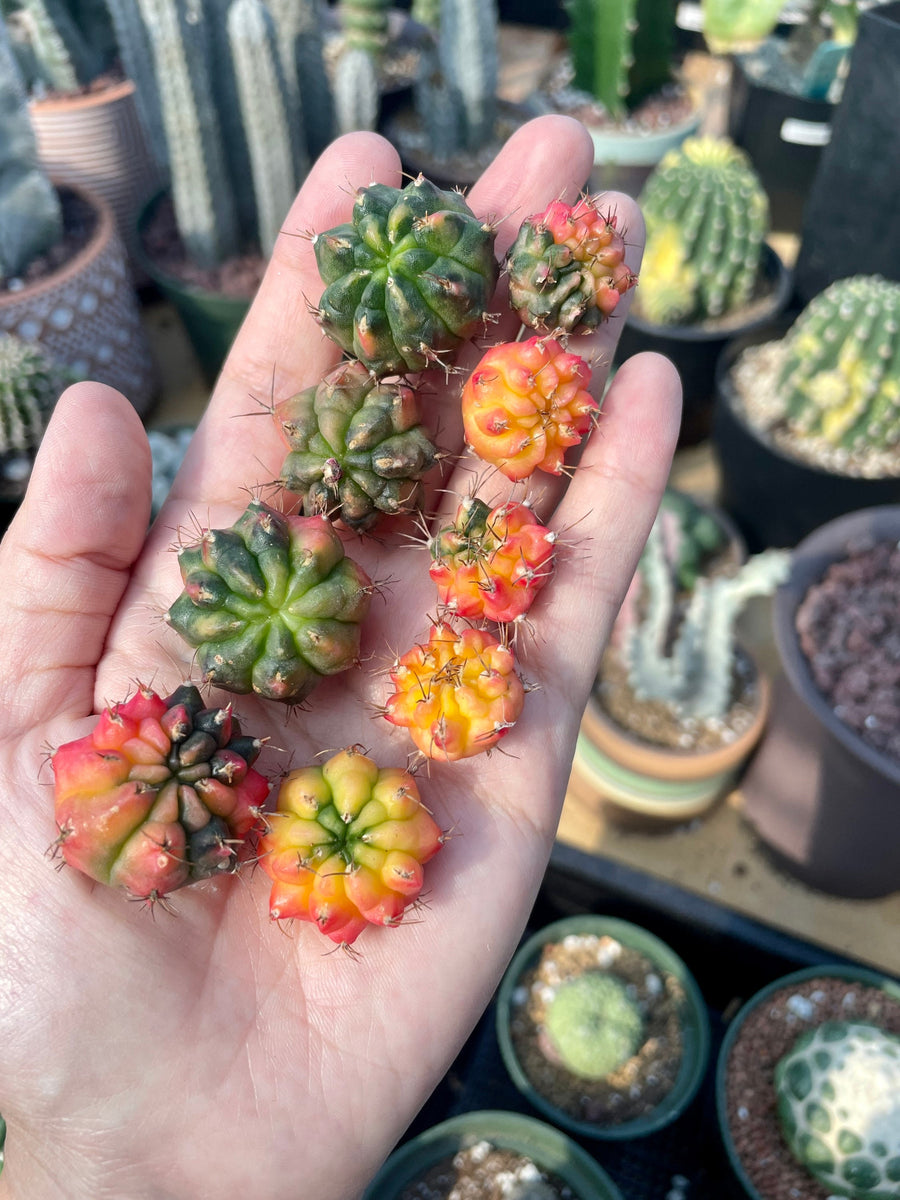 Rare Cactus - Gymnocalycium Mihanovichii Variegata offsets (0.3”-0.8”/2pcs)