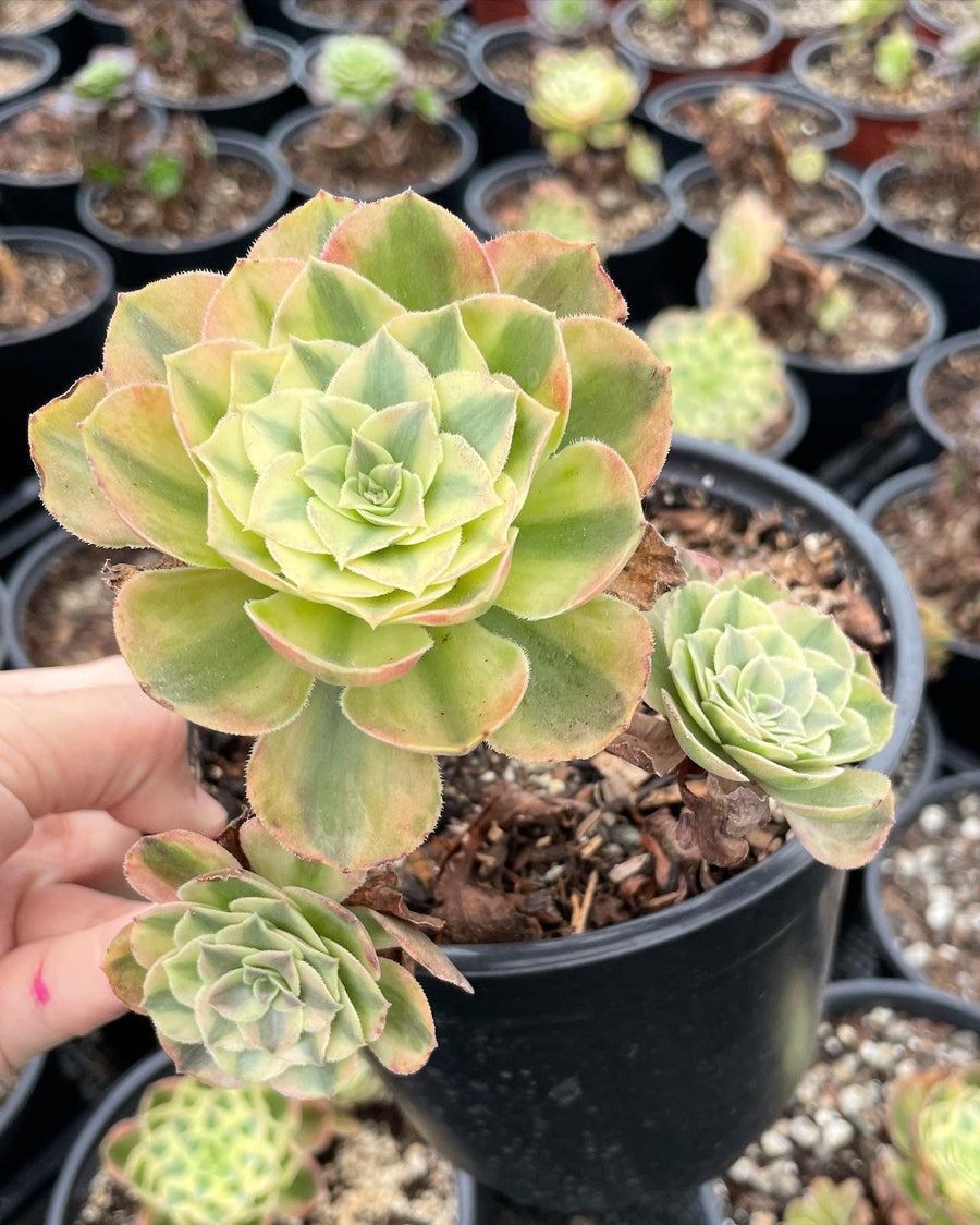 Rare Succulents - Aeonium White Halloween variegata (6” pot)