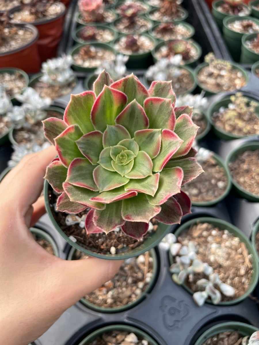 Rare Succulents - Aeonium Zwarkin variegated single cutting (3”pot)