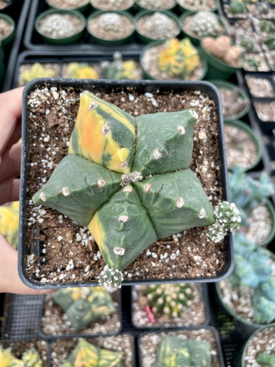 Rare Cactus - Astrophytum Myriostigma Kikko Variegata (4.5” pot)