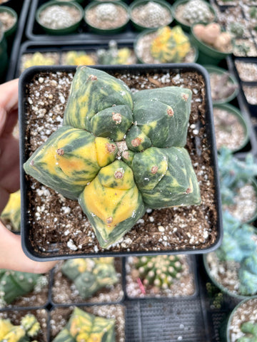 Rare Cactus - Astrophytum Myriostigma Kikko Variegata (4.5” pot)