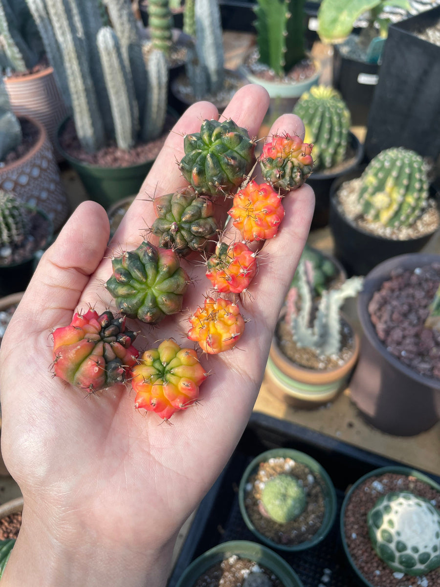 Rare Cactus - Gymnocalycium Mihanovichii Variegata offsets (0.3”-0.8”/2pcs)