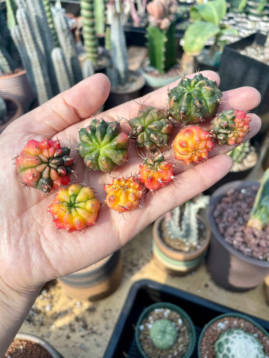 Rare Cactus - Gymnocalycium Mihanovichii Variegata offsets (0.3”-0.8”/2pcs)