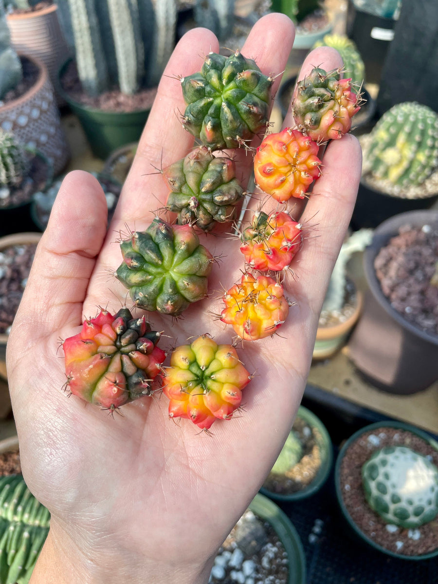 Rare Cactus - Gymnocalycium Mihanovichii Variegata offsets (0.3”-0.8”/2pcs)