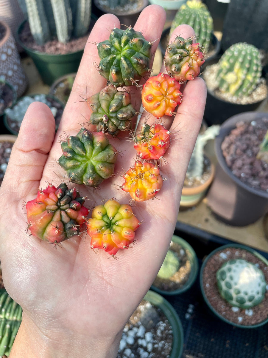 Rare Cactus - Gymnocalycium Mihanovichii Variegata offsets (0.3”-0.8”/2pcs)