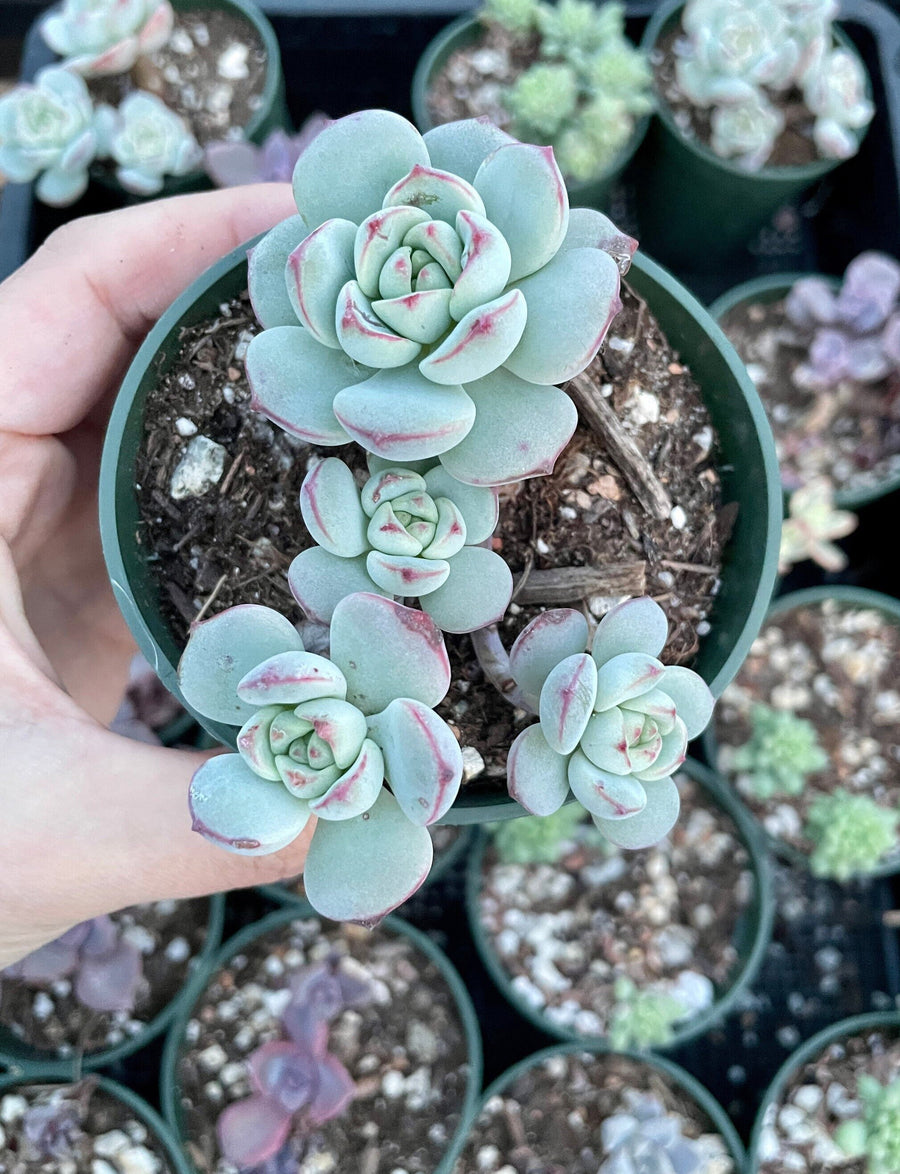 Rare Succulents - Sedeveria Pudgy cluster (3.5” pot)