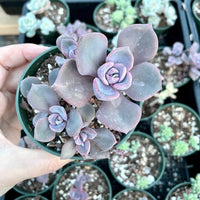 Rare Succulents - Graptopetalum Purple Delight (3” pot)