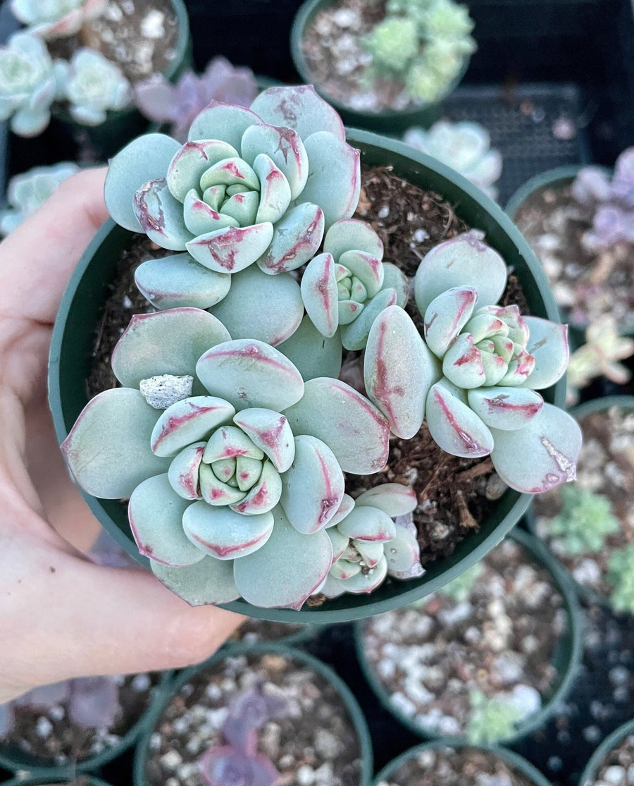 Rare Succulents - Sedeveria Pudgy cluster (3.5” pot)