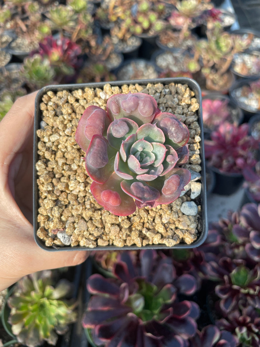 Rare Succulents - Echeveria Raindrop mini (2”)