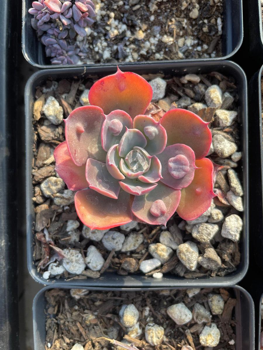 Rare Succulents - Echeveria Raindrop mini (2”)