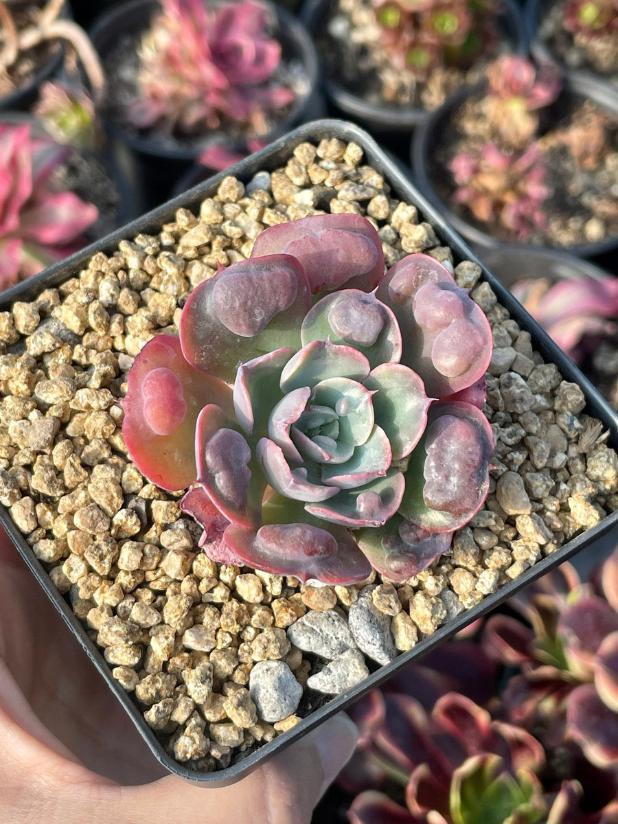 Rare Succulents - Echeveria Raindrop mini (2”)