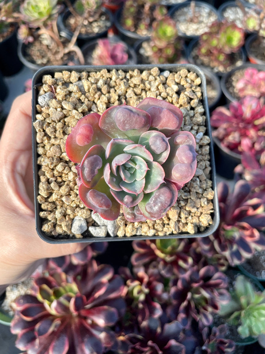 Rare Succulents - Echeveria Raindrop mini (2”)