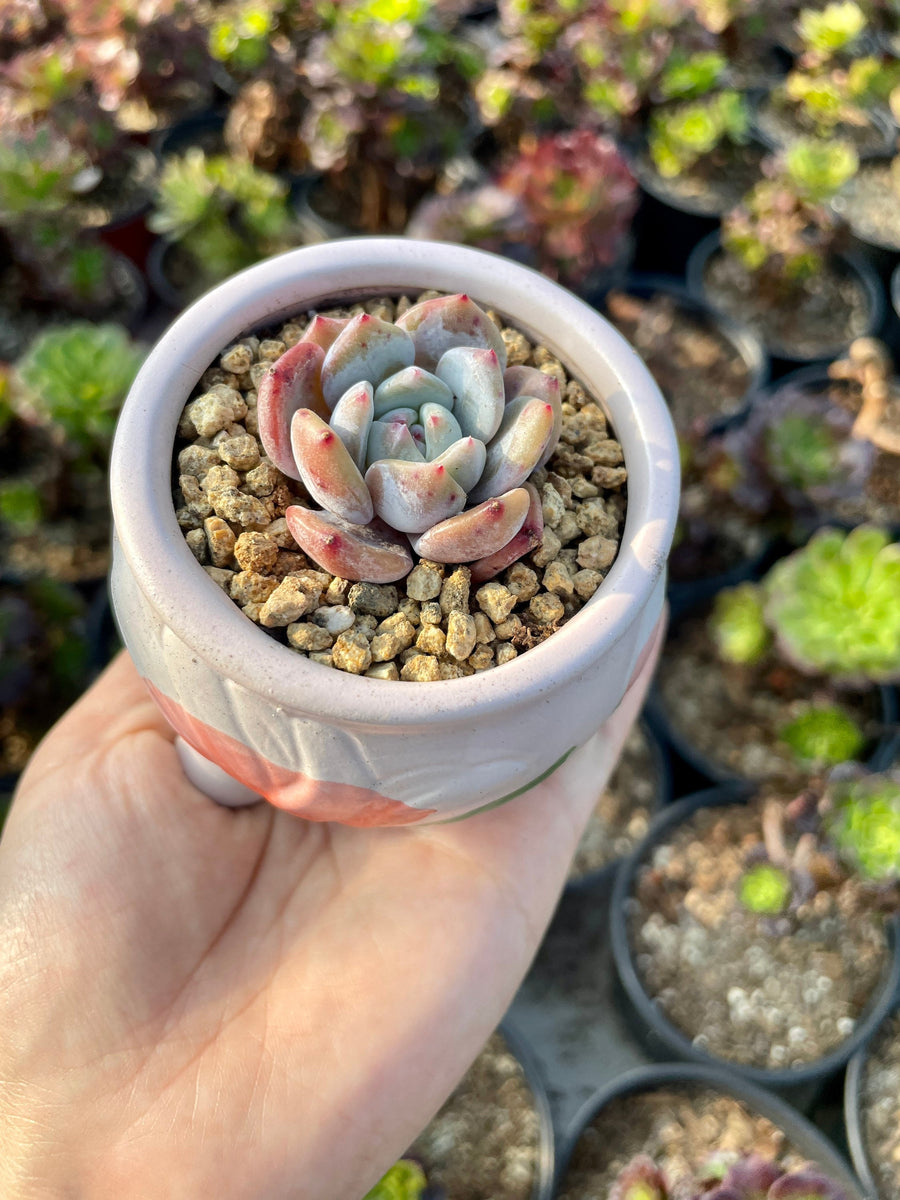 Rare Succulents - Echeveria Orange Monroe (2.5” pot)