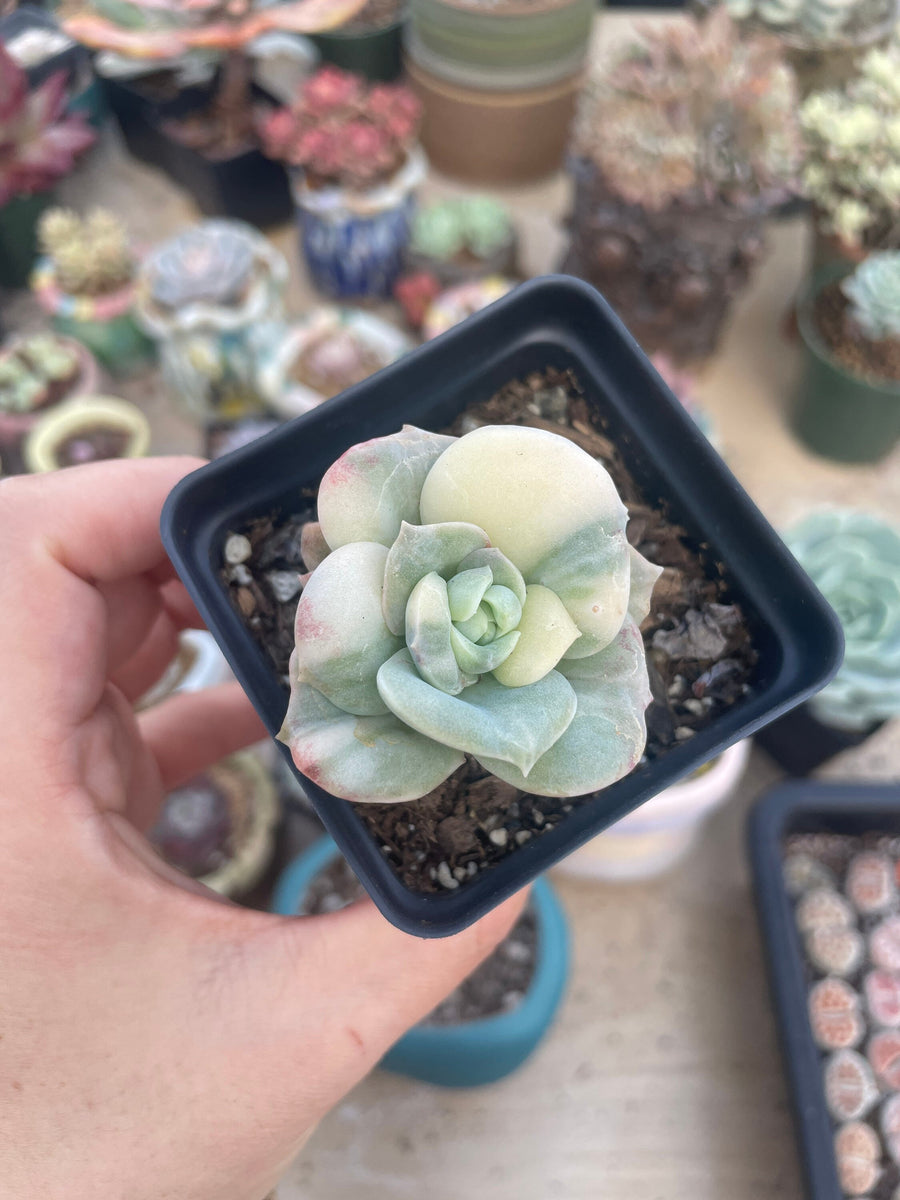 Rare Succulents - Echeveria Lovely Rose variegated