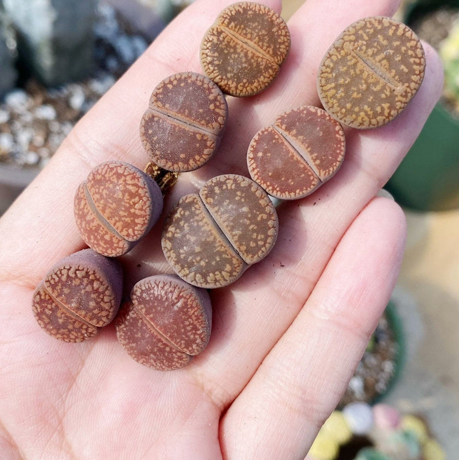 Rare Succulents - Lithops Aucampiae Light Brown (0.5”+)