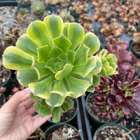 Rare Succulents - Aeonium variegated gold emerald cluster