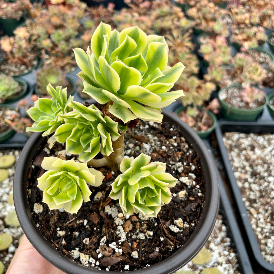 Rare Succulents - Aeonium variegated gold emerald cluster