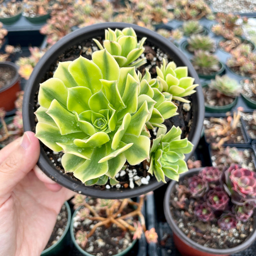 Rare Succulents - Aeonium variegated gold emerald cluster